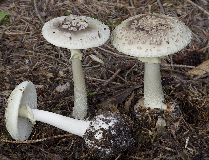 Amanita intermedia